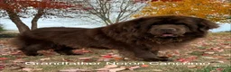 Newfoundland dogs for sale: “ Coco Chanel” OFA, CH, AKC - Ad 11