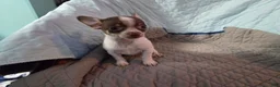 Chihuahua dogs for sale: Chihuahua 3 - Ad 5