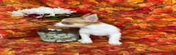 Pomchi dogs for sale: Sammy - Ad 7