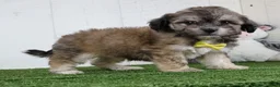 Teddy Bear dogs for sale: Cade - Ad 4