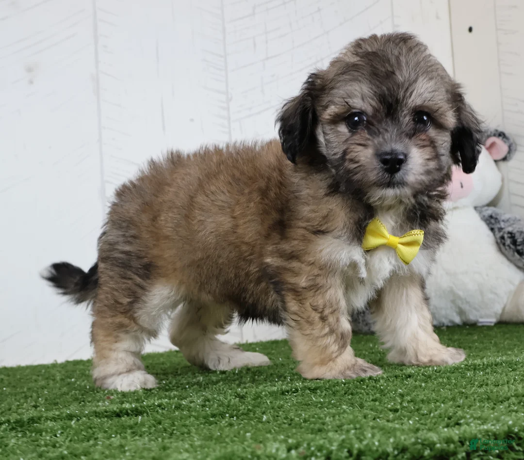 Teddy Bear dogs for sale: Cade - Ad 4