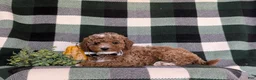 Cavapoo dogs for sale: Forest Hypoallergenic - Ad 4