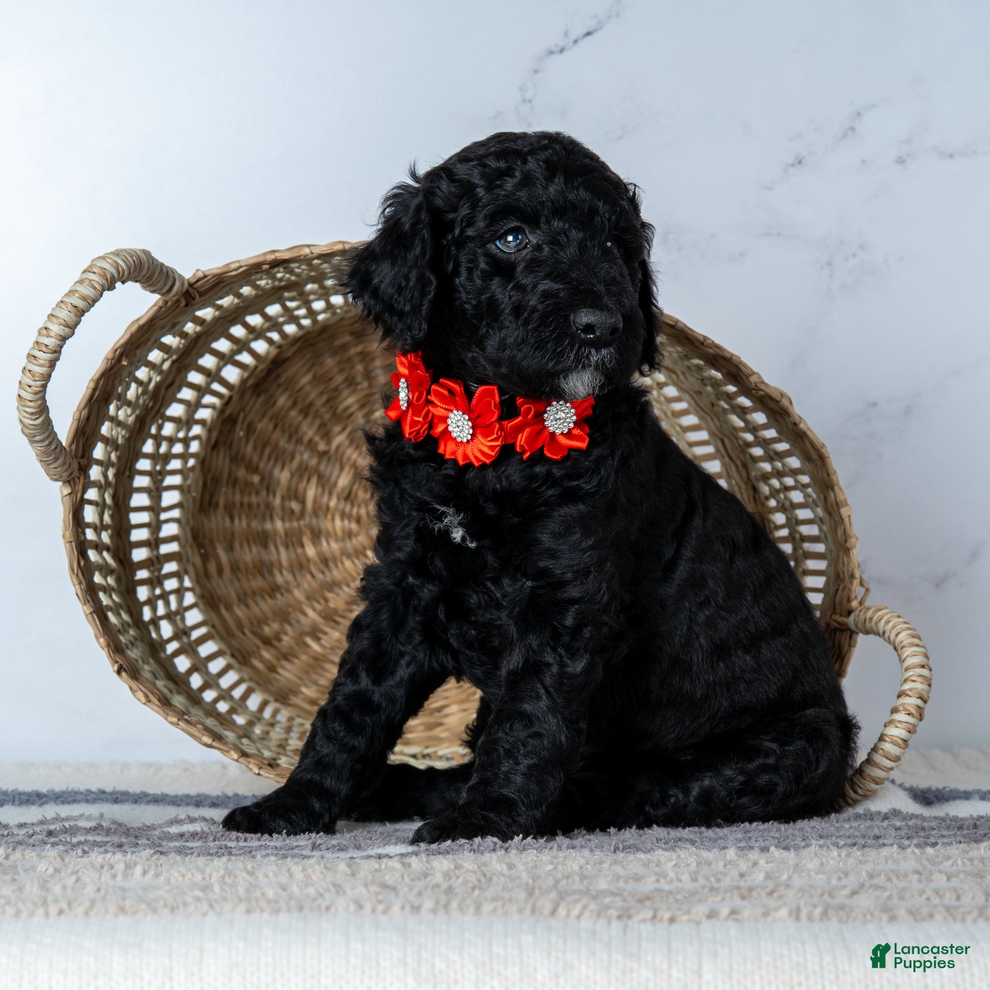 Goldendoodle dogs Ms. Americano - Black w/ White Patches Goldendoodle - Ad 19