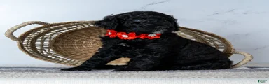 Ms. Americano - Black w/ White Patches Goldendoodle