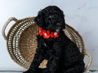 Goldendoodle dogs Ms. Americano - Black w/ White Patches Goldendoodle - On Hold - Ad 40