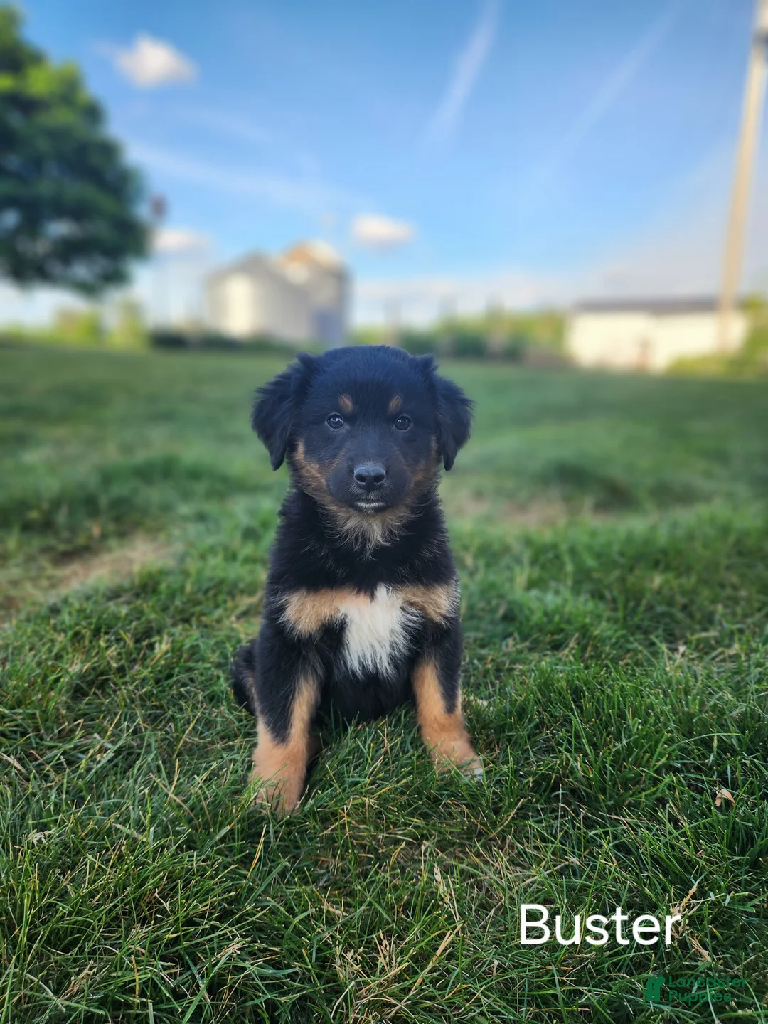 Mixed Breed dogs for sale: Buster  - Ad 6