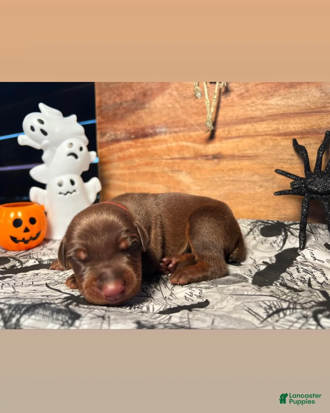 Doberman Pinscher dogs for sale: Frankenstein: European Bloodlines - Ad 2