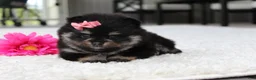 Pomeranian dogs for sale: Tessa - Ad 6