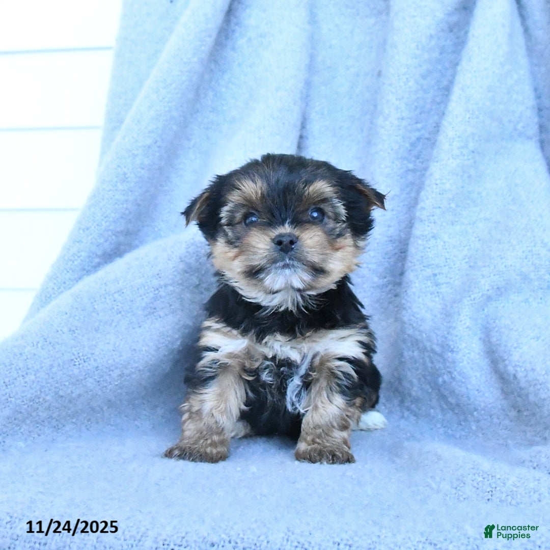 Yorkshire Terrier dogs for sale: Flower - Ad 2