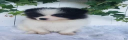 Pomeranian dogs for sale: Ollie  - Ad 5