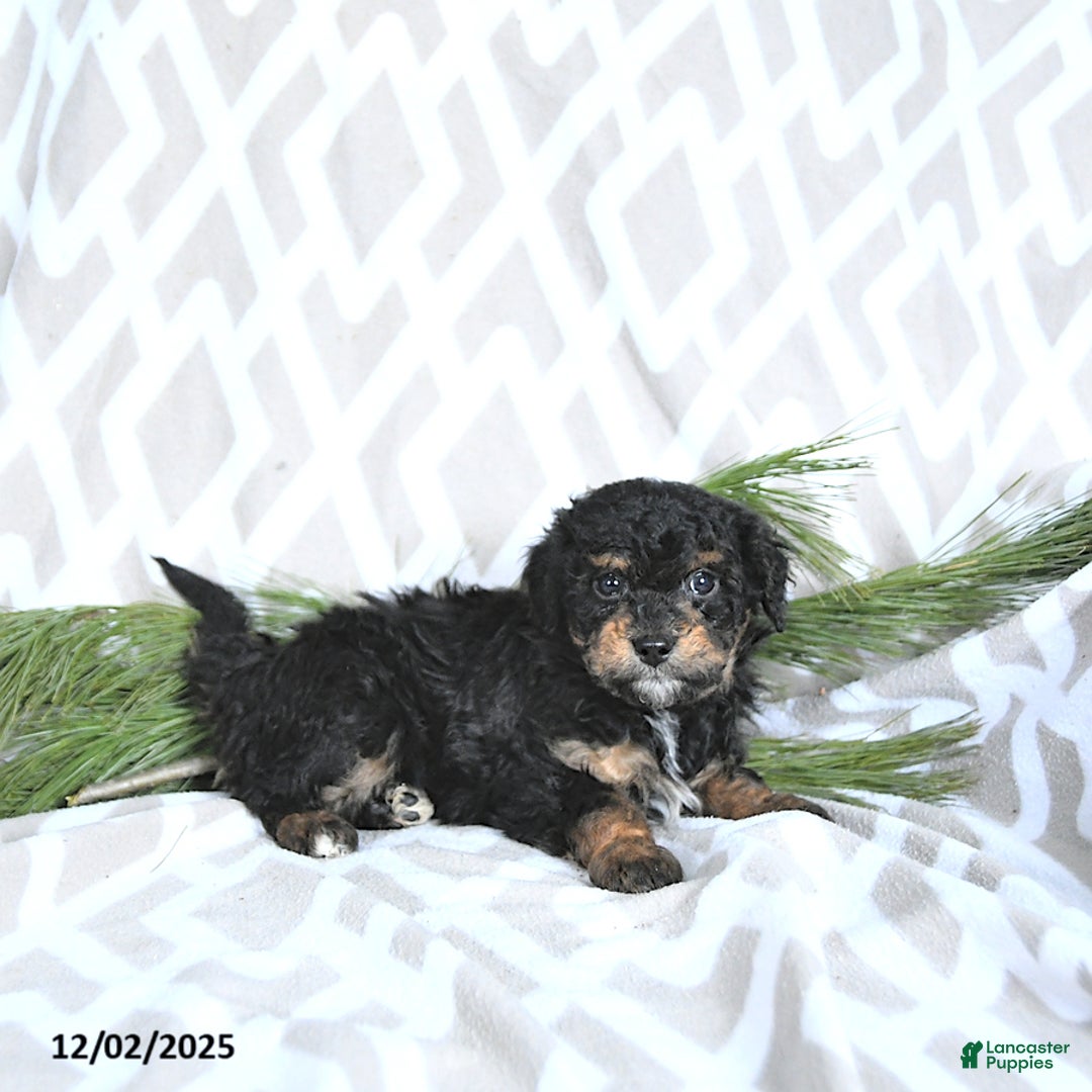 Maltipoo dogs for sale: Comet - Ad 5