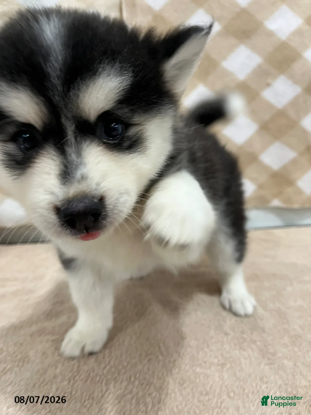 Pomsky dogs for sale: Piper - Ad 3