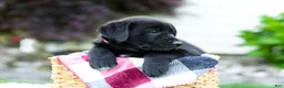 Sheprador dogs for sale: Bingo - Ad 8