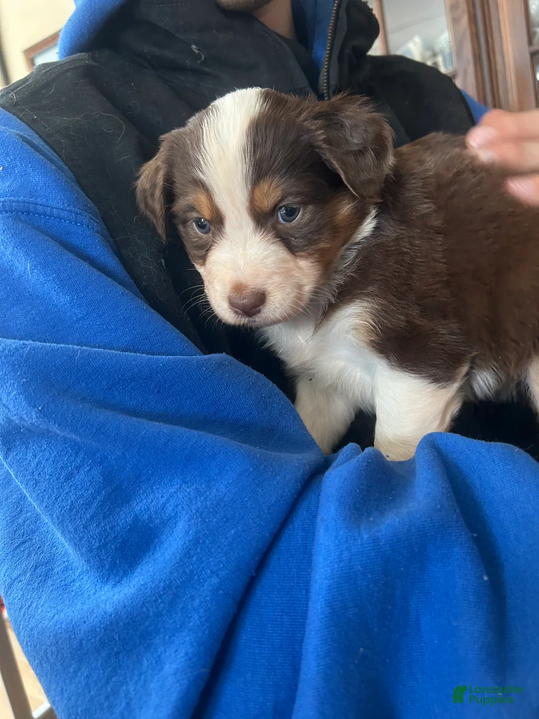 Australian Shepherd dogs for sale: Bridget Bishop - Ad 5
