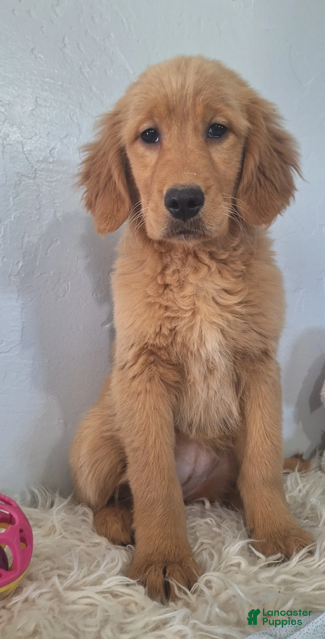 Golden Retriever dogs for sale: Brooklyn - Ad 1