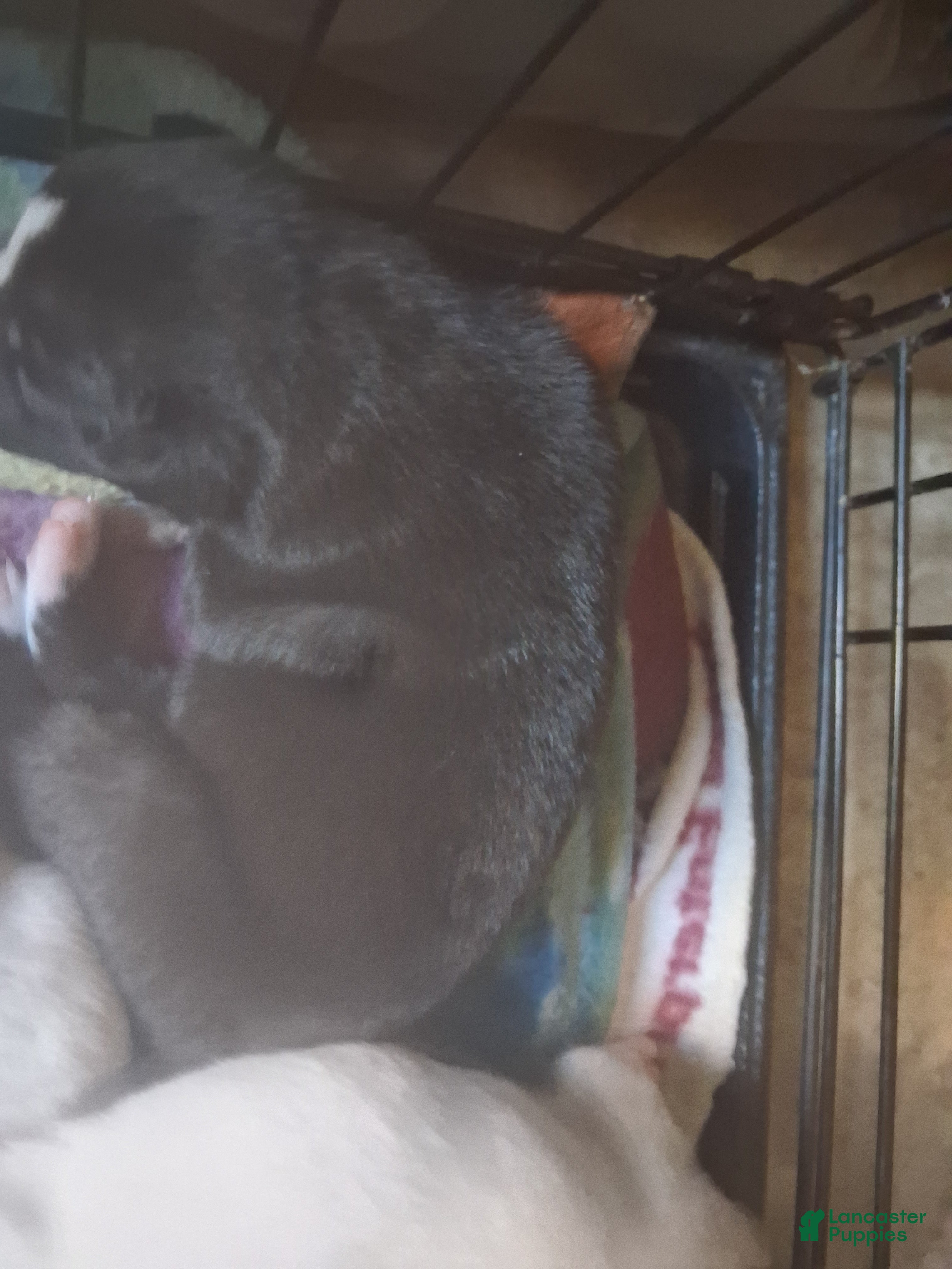 Mixed Breed dogs Male puppy 4 - Ad 1