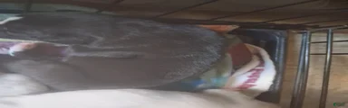 Male puppy 4