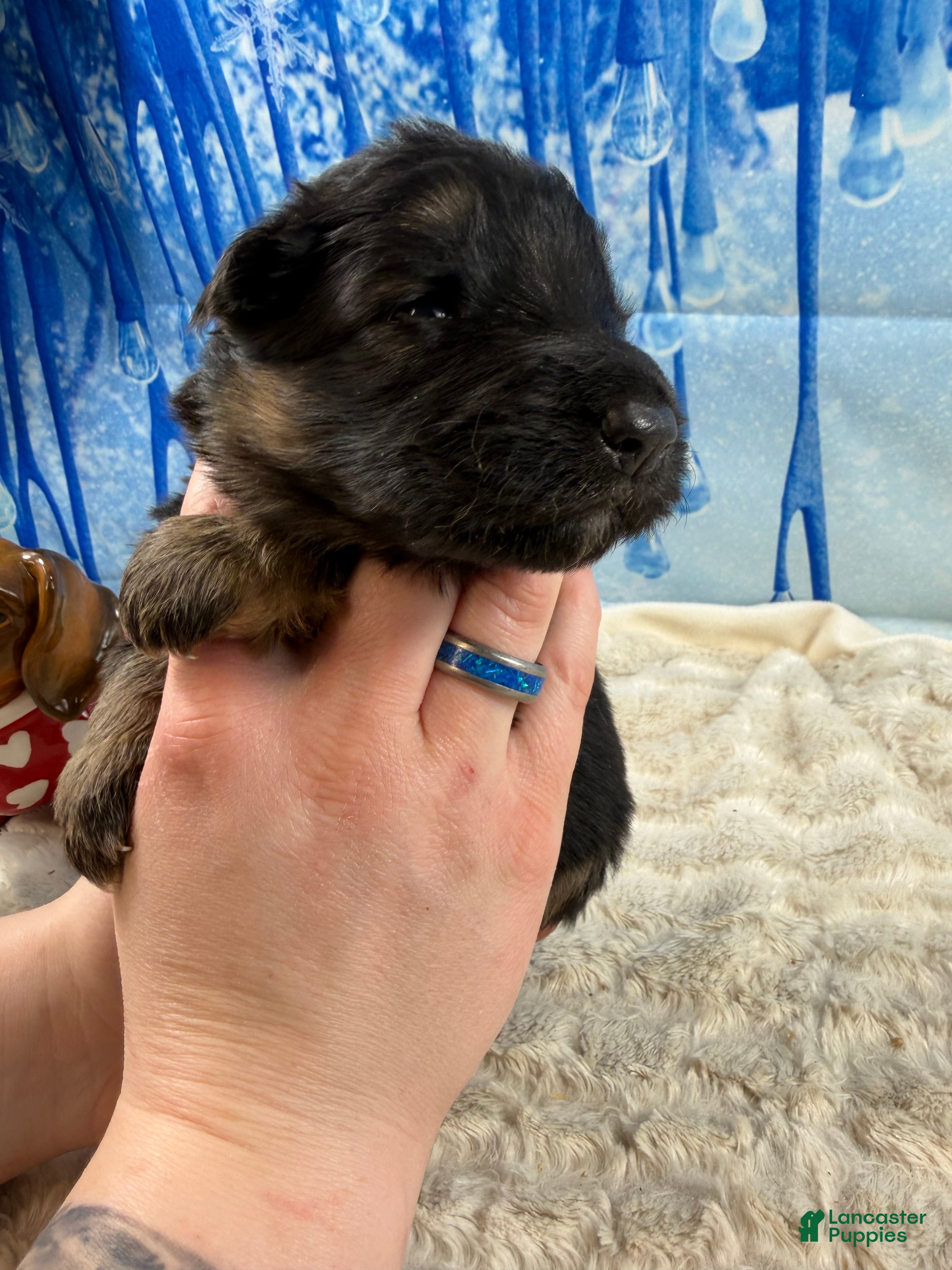 German Shepherd dogs German Shepherd Puppy 3 - Ad 3