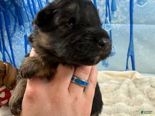 German Shepherd dogs German Shepherd Puppy 3 - Ad 3