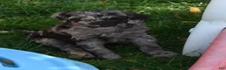 Standard Poodle dogs for sale: Standard Poodle 5 Chocolate Merle - Ad 17