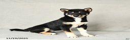 Shiba Inu dogs for sale: Victor - Ad 3