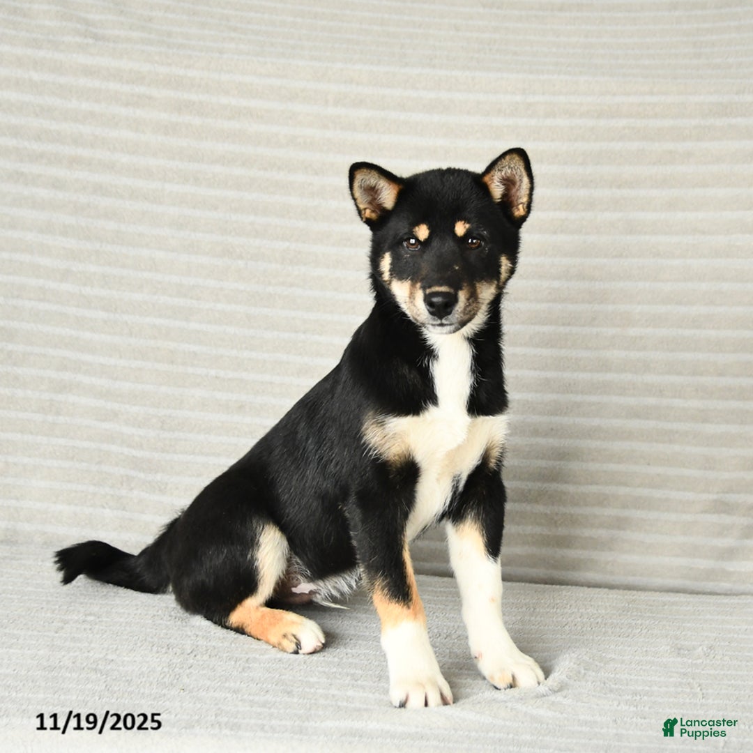 Shiba Inu dogs for sale: Victor - Ad 3