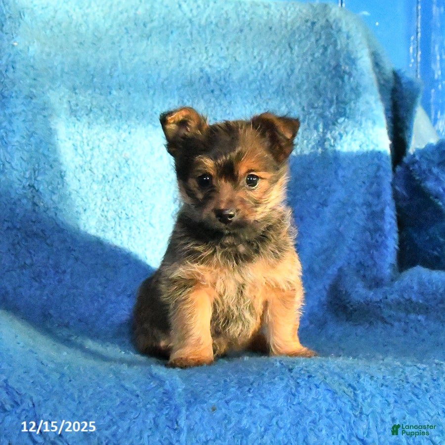 Mixed Breed dogs Rolo - Ad 33