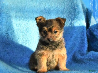 Mixed Breed dogs Rolo - Ad 30