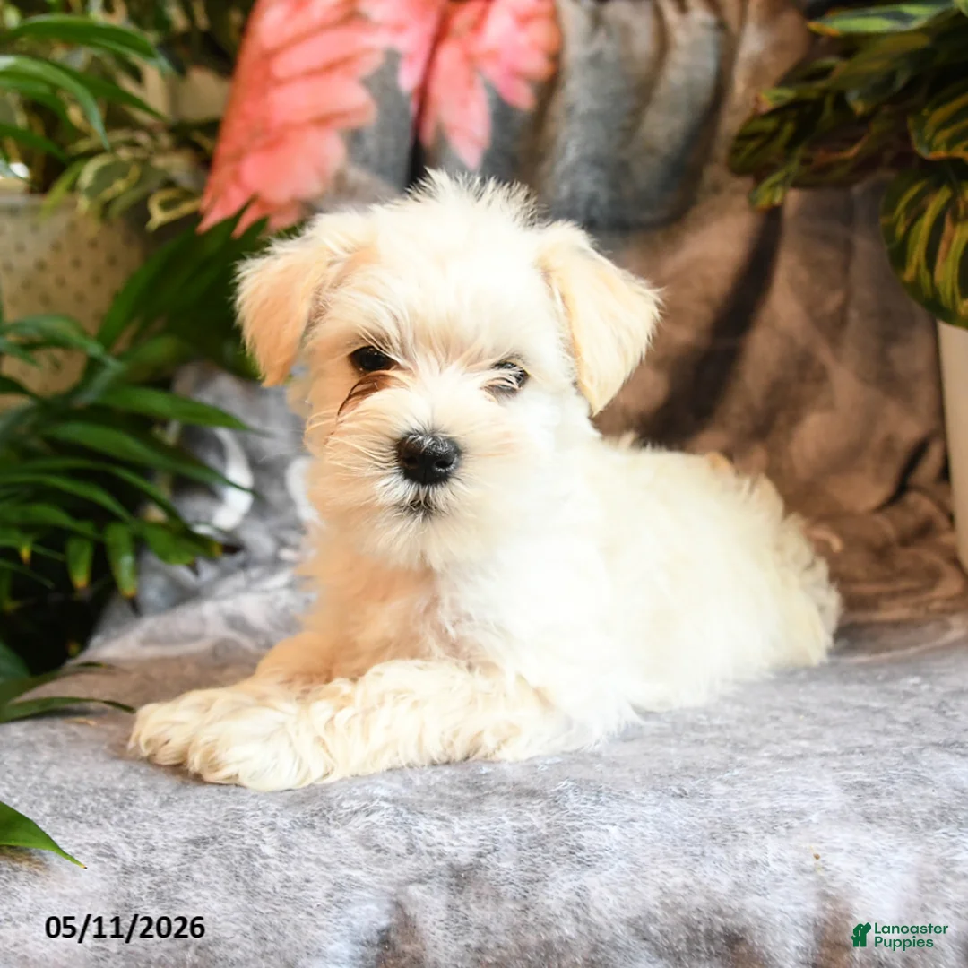 Miniature Schnauzer dogs for sale: Millie - Ad 1