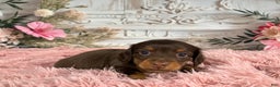 Miniature Dachshund dogs for sale: AKC-Porter - Ad 7
