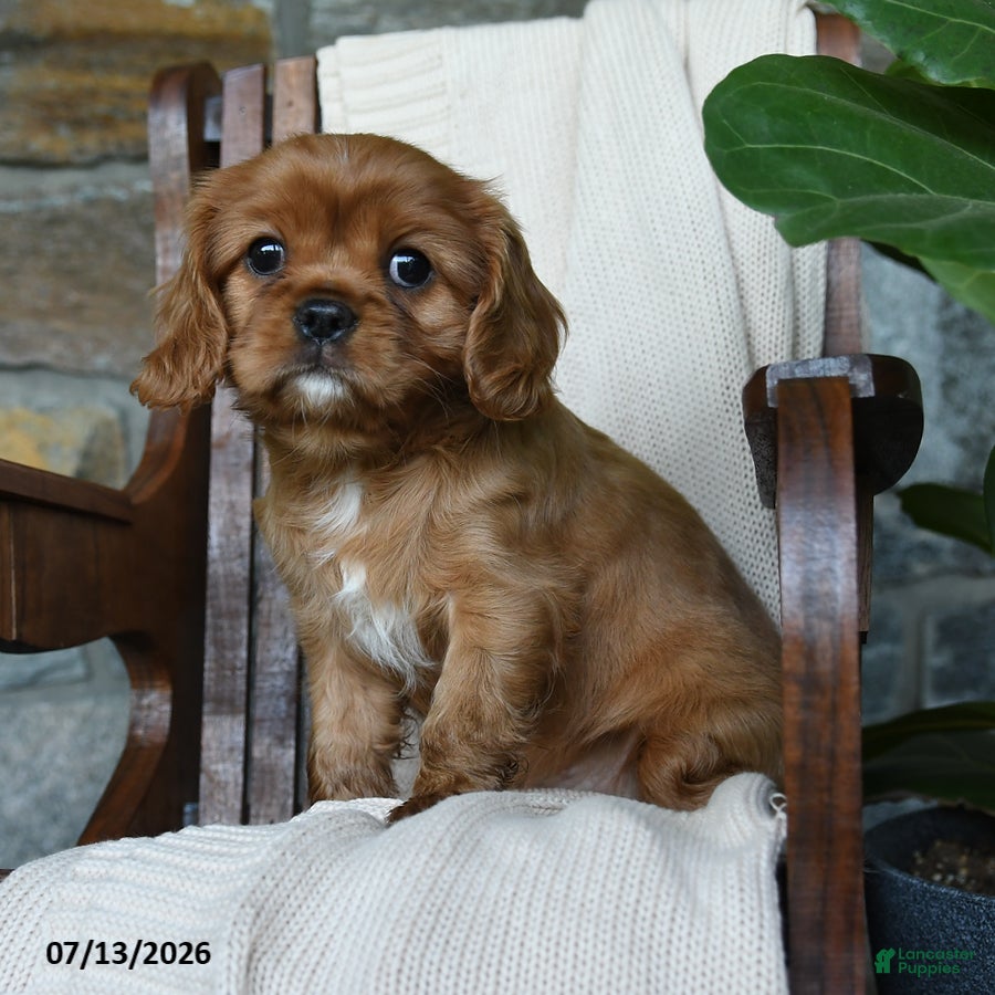 Cavalier King Charles Spaniel dogs Kyla - Ad 1