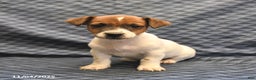 Jack Russell Terrier dogs for sale: Chief - Ad 3