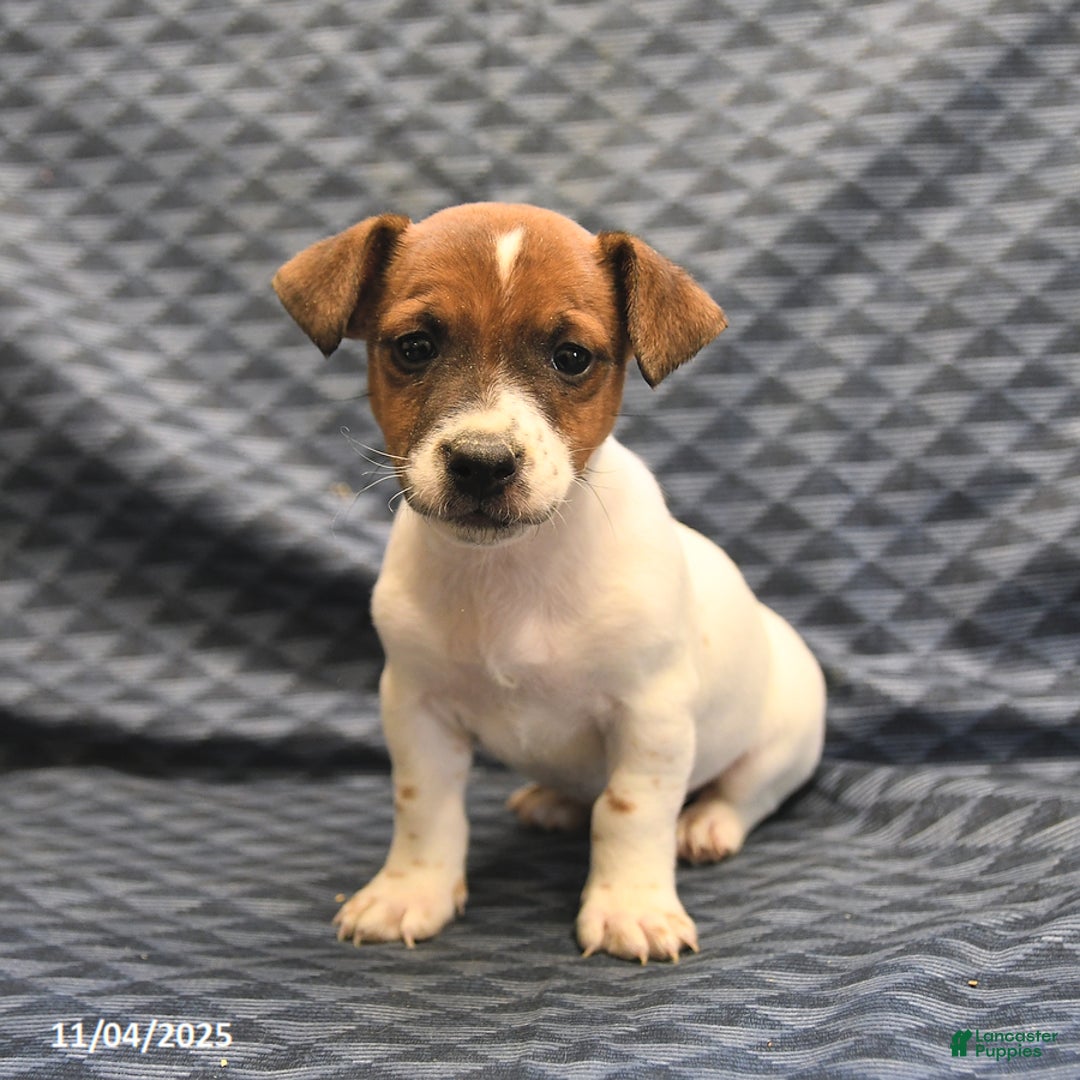 Jack Russell Terrier dogs for sale: Chief - Ad 3
