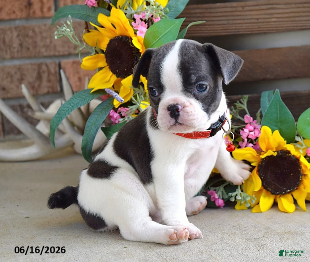 Frug dogs for sale: Jane - Ad 8