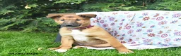 Mixed Breed dogs for sale: Eve  - Ad 2