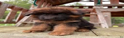German Shepherd dogs for sale: Zeus - Ad 7