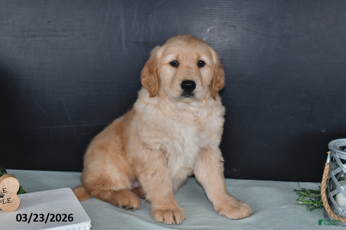 Golden Retriever dogs Kathy - Ad 2