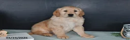 Golden Retriever dogs for sale: Kathy - Ad 2