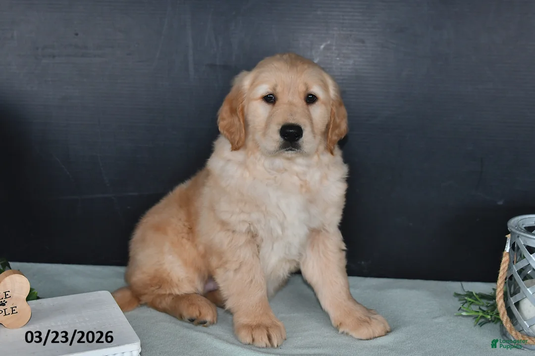 Golden Retriever dogs for sale: Kathy - Ad 2