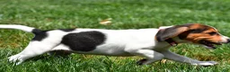Beagle dogs for sale: Piper - Ad 6