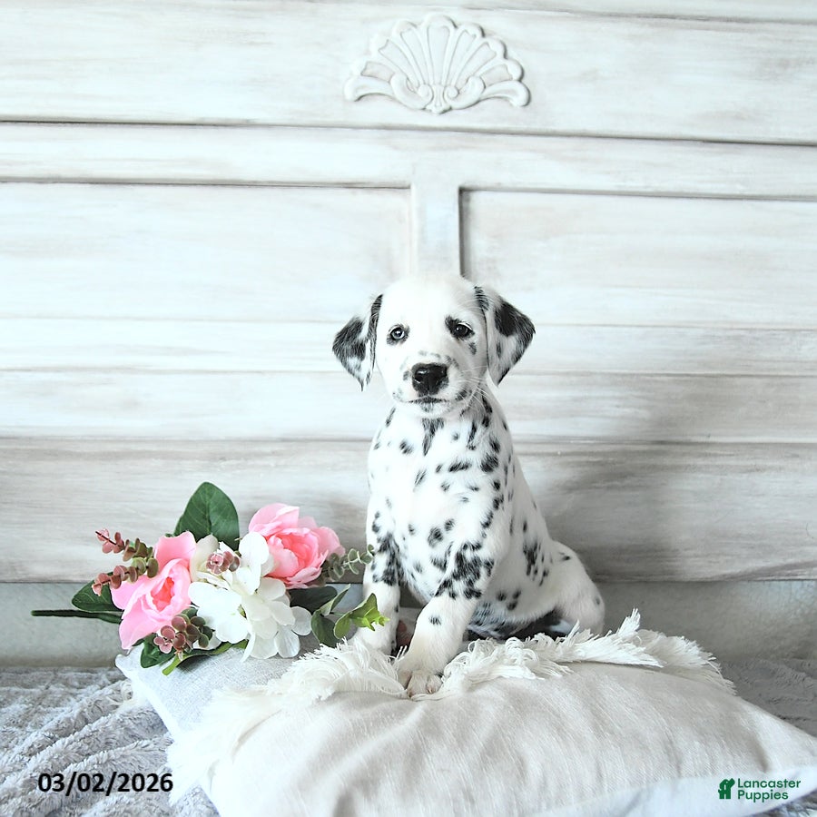 Dalmatian dogs Daisy - Ad 1