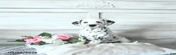 Dalmatian dogs for sale: Daisy - Ad 1