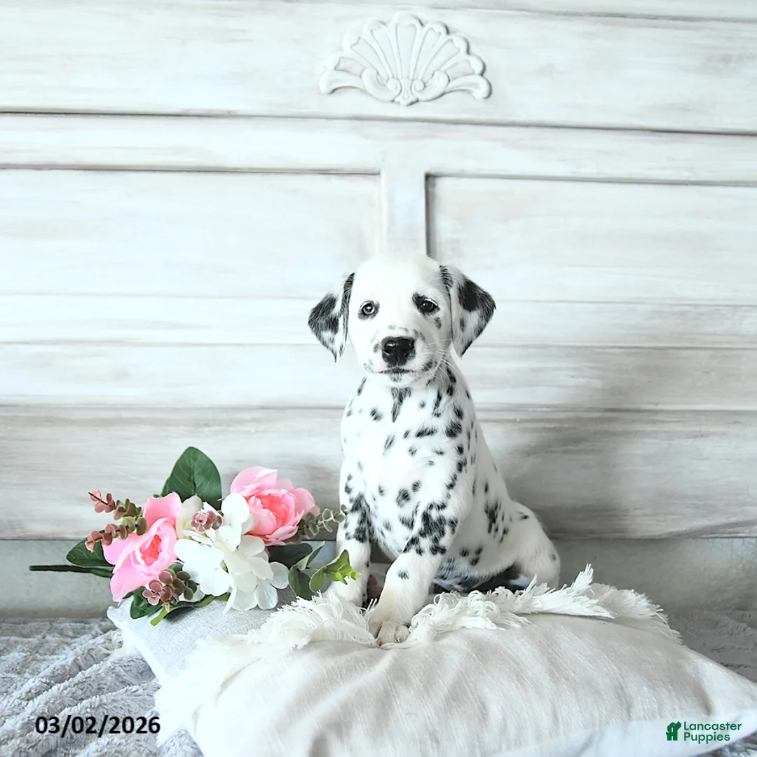 Dalmatian dogs for sale: Daisy - Ad 1