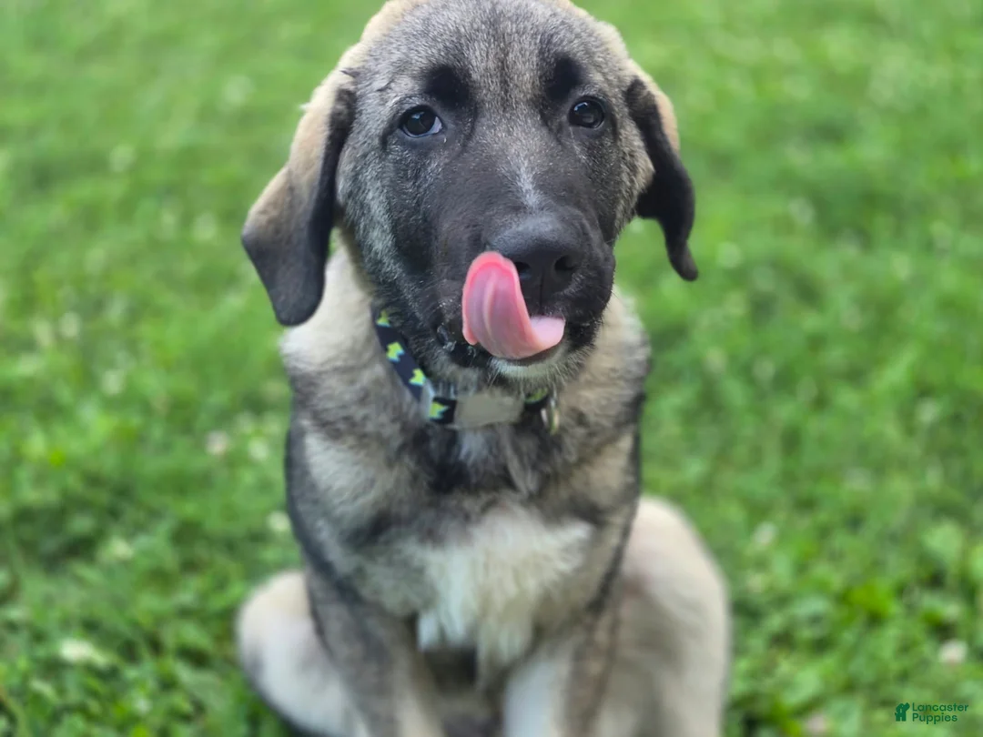 Mixed Breed dogs for sale: Bandit - Ad 1