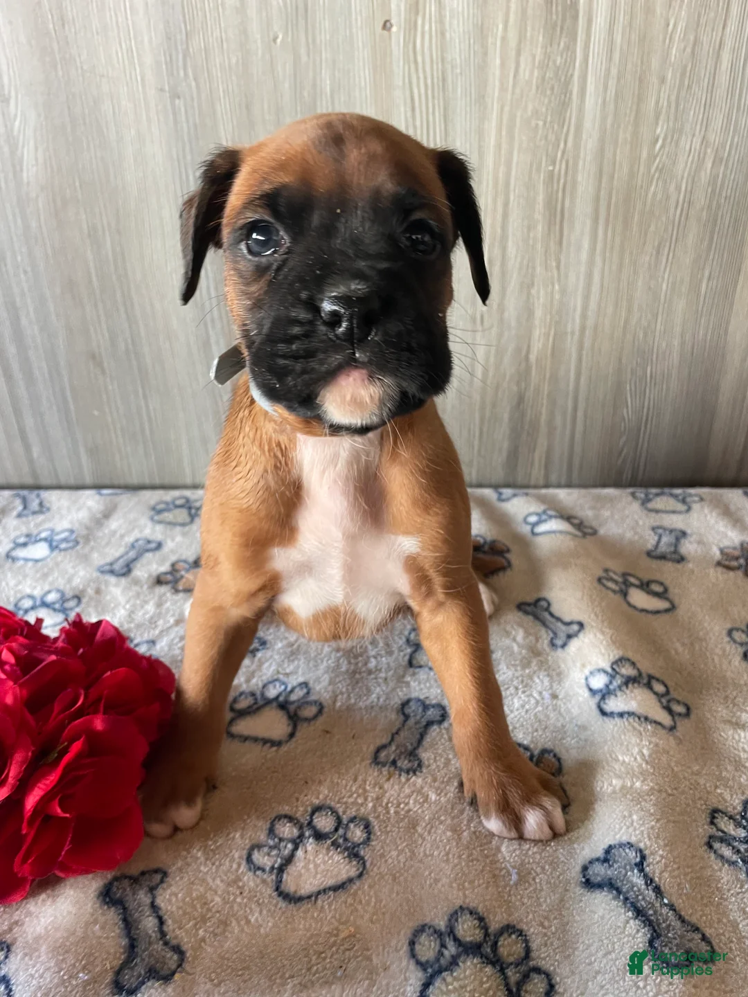 Boxer dogs for sale: Blake - Ad 1