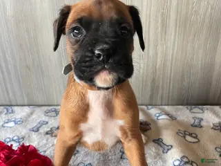 Boxer dogs Blake - Ad 12