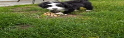 Bernedoodle dogs for sale: Bernedoodle 2 - Ad 7