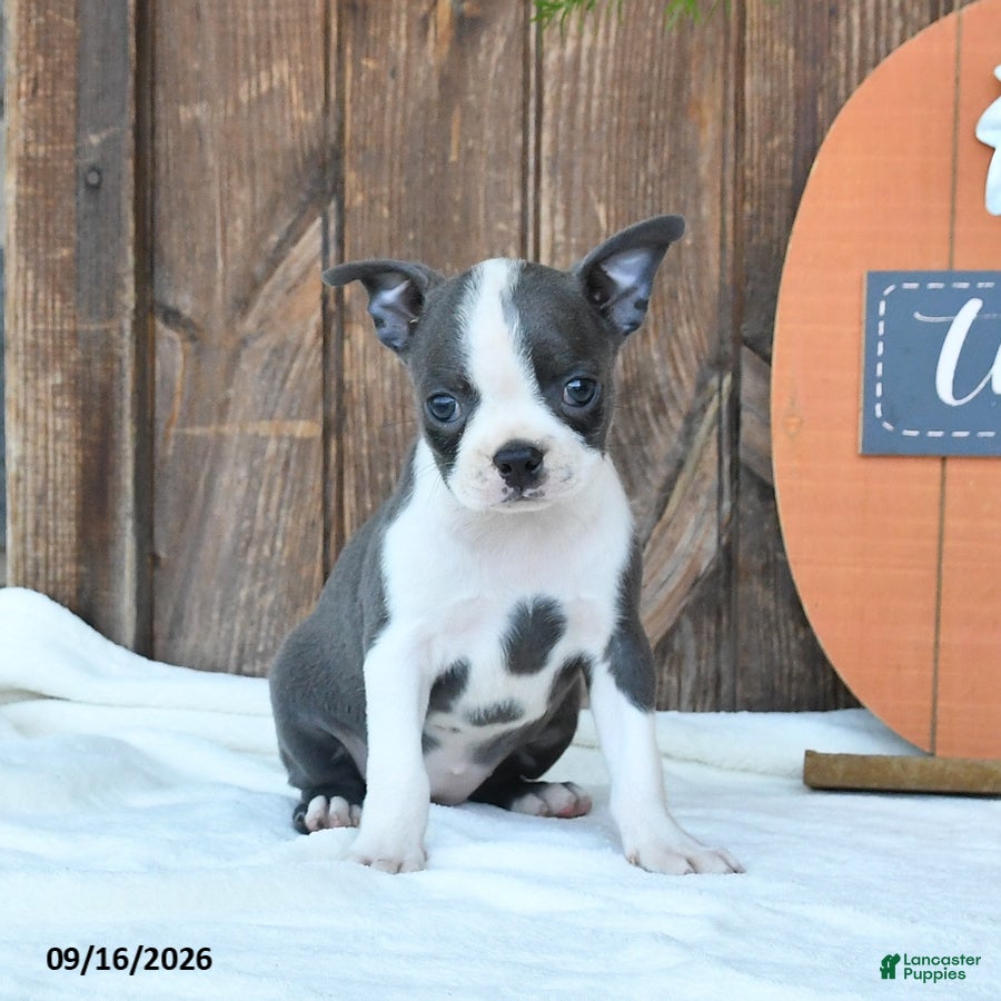 Boston Terrier dogs Abby - Ad 2