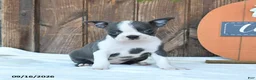 Boston Terrier dogs for sale: Abby - Ad 2