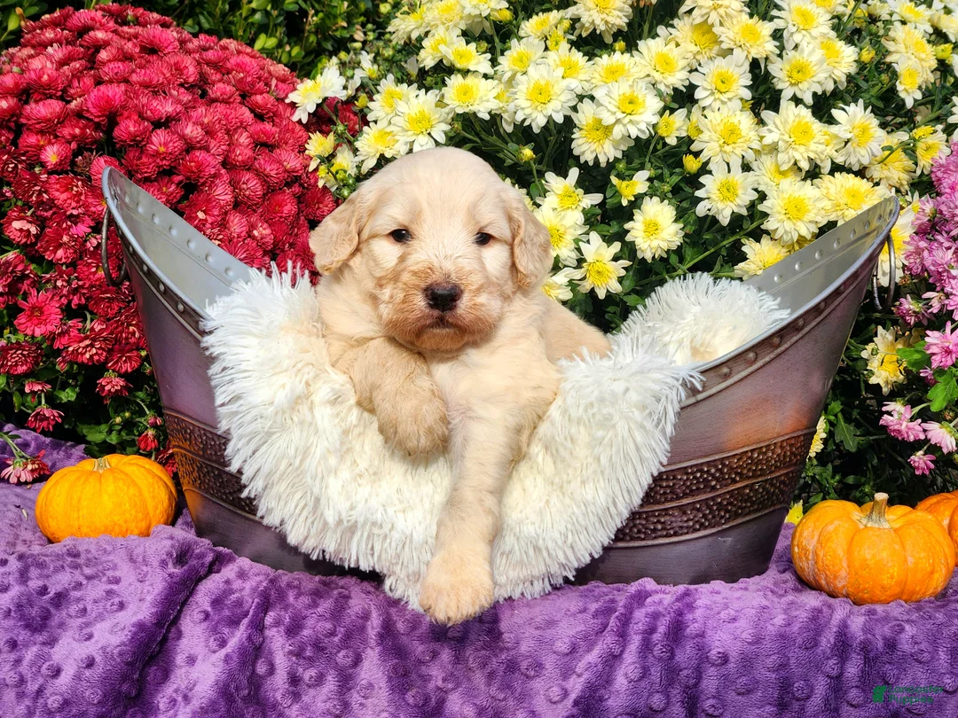 Goldendoodle dogs for sale: Maury - Ad 1
